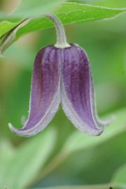 Clematis 'Fascination PBR & PP'